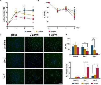 Circulating Levels of Epirubicin Cause Endothelial Senescence While Compromising Metabolic Activity and Vascular Function